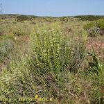 Sideritis arborescens عادت