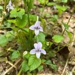 Viola rostrata Flower