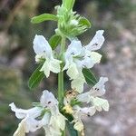 Stachys annua ফুল