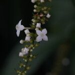 Gonzalagunia hirsuta Flower