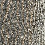 Fraxinus latifolia Bark