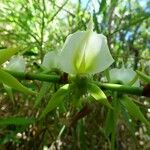 Angraecum eburneum Fleur