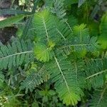 Phyllanthus niruri Leaf