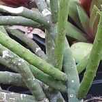 Rhipsalis grandiflora Leaf