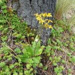 Jacobaea alpina Bloem