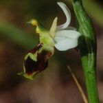 Ophrys × devenensis