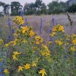 Hypericum perfoliatumFlower