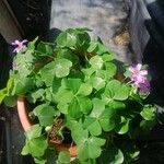 Oxalis debilisЛіст