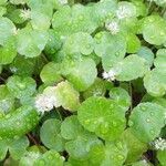 Hydrocotyle leucocephala Leaf