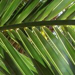 Phoenix canariensis Leaf