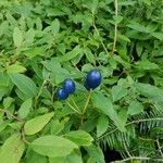 Clintonia borealis Fruit