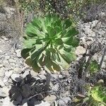 Aeonium appendiculatum عادت داشتن