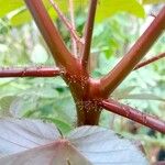 Jatropha gossypiifolia Bark