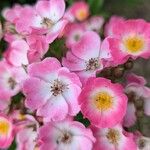 Rosa setigera फूल