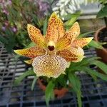 Zygopetalum maculatum Цветок