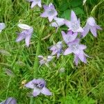 Campanula rapunculusFlor