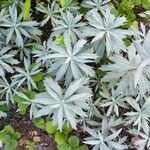 Artemisia ludoviciana Leaf