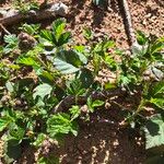 Rubus ursinus Hoja