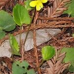 Viola sempervirens आदत