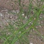 Asparagus verticillatus Foglia