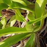 Hemerocallis citrina Feuille