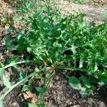 Sonchus tenerrimus Leaf
