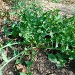 Sonchus tenerrimus Feuille