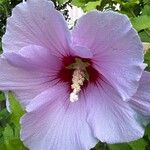 Hibiscus syriacus花