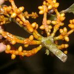 Phoradendron nitens Flor