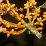 Phoradendron nitens Blomma