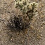 Cylindropuntia echinocarpaHostoa