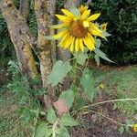 Helianthus annuus Lorea