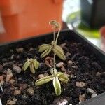 Pinguicula lusitanica Hábitos