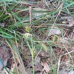 Carex distans Flower