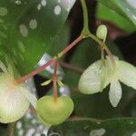 Begonia × albopicta Blomst