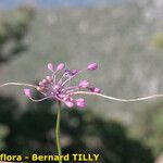 Allium coloratum Frucht