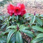 Rhododendron strigillosum 叶