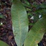 Naucleopsis guianensis Leaf