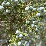 Juniperus osteosperma 果實