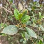 Rhamnus alaternus Leaf