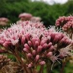 Eupatorium cannabinumBlomst