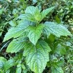 Verbena urticifolia Листок