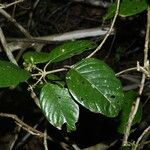 Malanea hypoleuca Leaf