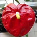 Anthurium andraeanumKvet