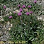 Cirsium heterophyllum Habit
