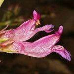 Penstemon speciosus Virág