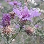 Centaurea jaceaKukka