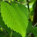 Ulmus rubra Leaf