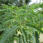 Sesbania grandiflora Leaf