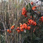 Pyracantha coccinea Fruit